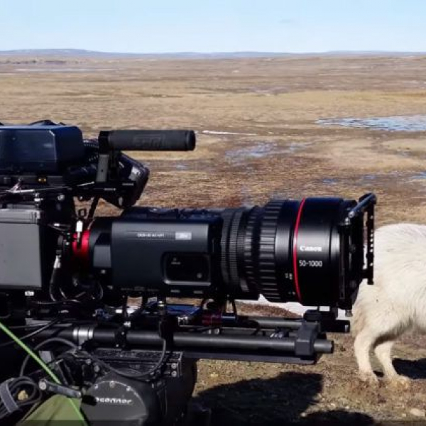 cine servo 50 1000mm dream lens