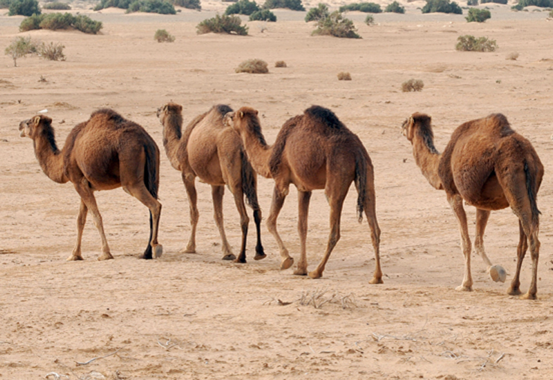 The popular nature channel will be adapted for an Arabic-speaking audience (image used for illustrative purposes only). The popular nature channel will be adapted for an Arabic-speaking audience (image used for illustrative purposes only).