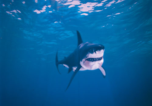 Although entirely modelled in CGI, this shark could strike as much fear as the one in Jaws. Although entirely modelled in CGI, this shark could strike as much fear as the one in Jaws.