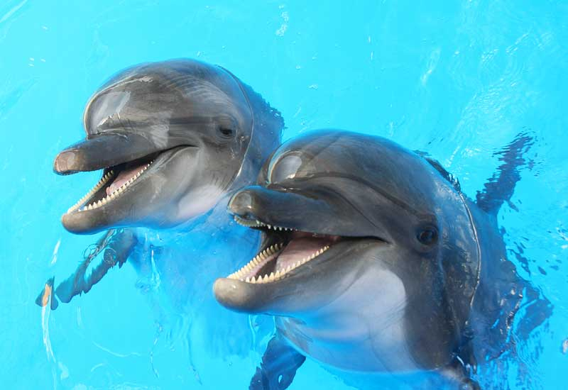 Dolphins, but not the sort you'll find at Sharjah TV. Dolphins, but not the sort you'll find at Sharjah TV.