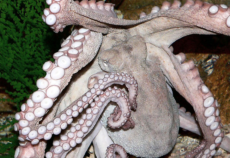 Octopus gets its tentacles around Fox Turkey's newsroom operations. Octopus gets its tentacles around Fox Turkey's newsroom operations.