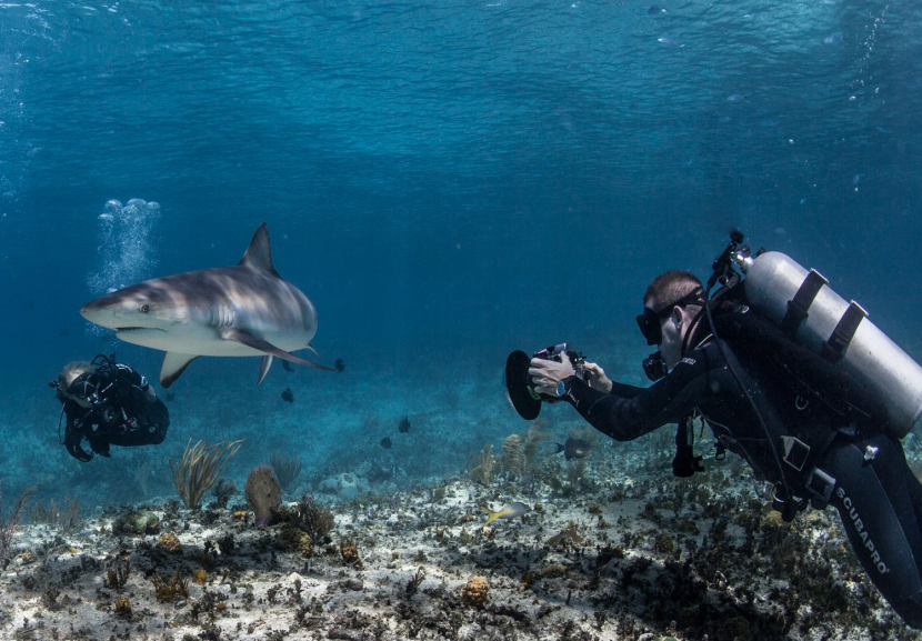 Andy Casagrande shot 11 films for this year’s “Shark Week” installment. Andy Casagrande shot 11 films for this year’s “Shark Week” installment.